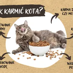 Czy kot może jeść makaron? Weterynarz wyjaśnia ryzyka i alternatywy