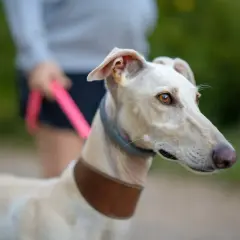 Biały whippet na spacerze, z człowiekiem na smyczy. Cena takiego przyjaciela może być różna.