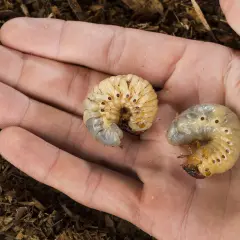 Zwei Engerlinge im Blumentopf, die auf einer Hand liegen.