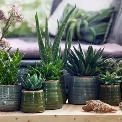 Kolekcja sukulentów, w tym aloes drzewiasty, w ceramicznych doniczkach.