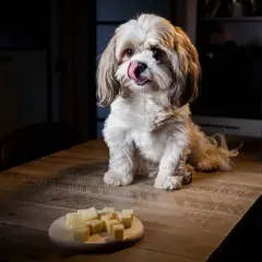 Un perro Shih Tzu con la lengua afuera mira un plato de cubos de queso, demostrando que los perros pueden comer queso.