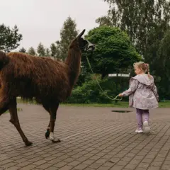 Dziewczynka prowadzi lamę na smyczy w zoo nad morzem.