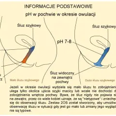 Ilustracja pokazuje zmiany pH i śluzu szyjkowego w pochwie podczas dni płodnych objawy owulacji. Po lewej: niskie pH, brak śluzu. Po prawej: wyższe pH, obfity śluz.