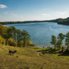 Spokojna krowa pasie się na łące nad brzegiem jeziora Hańcza, województwo podlaskie. Jesienne drzewa otaczają błękitną taflę wody.