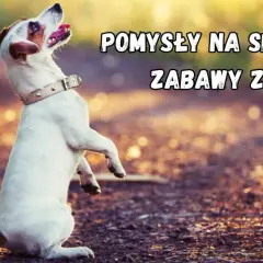 Szczeniak na spacerze, gotowy do zabawy. Pomysły na spacerowe zabawy z psem.