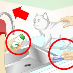 Guía visual para saber como bañar a un gato: se muestra champú para gatos, un cepillo y un gato blanco.