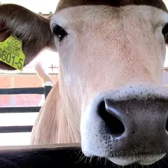 Oficina veterinaria virtual: simplifica tus trámites ganaderos hoy