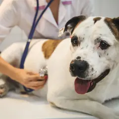 A veterinarian listens to a dog's chest with a stethoscope, checking for signs of an enlarged heart in dogs.