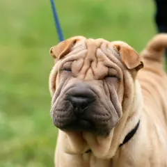 Un shar pei con su cara arrugada y ojos cerrados, disfrutando del día al aire libre.