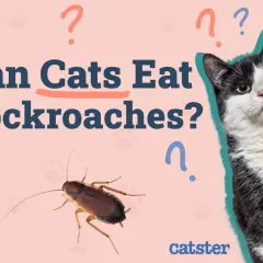 A black and white cat looks curiously at a cockroach, with the text "Can Cats Eat Cockroaches?" and question marks scattered around.