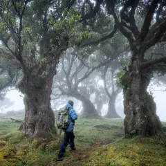 Ein Wanderer erkundet den mystischen Fanal Forest, umgeben von moosbewachsenen, knorrigen Bäumen und dichtem Nebel.