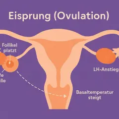 Illustration zeigt, was passiert beim Eisprung: Follikel platzt, reife Eizelle wird freigegeben, LH-Anstieg und Basaltemperatur steigt.