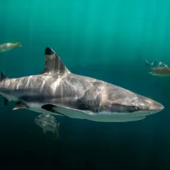 Rekin pływa w głębinach, a wokół niego mniejsze ryby. Czy w Hiszpanii są rekiny? Tak, w wodach wokół Hiszpanii można spotkać rekiny.