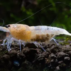 Jasna krewetka z widocznymi jajeczkami pod odwłokiem, gotowa do macierzyństwa.
