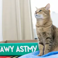 Kot siedzi obok kuwety z napisem "Objawy astmy".