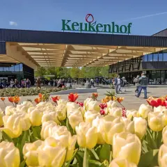 Keukenhof kiedy najlepiej jechać, aby zobaczyć tulipany w pełnym rozkwicie