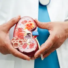 Dłonie chirurga trzymają model nerki z widocznym guzem, symbolizującym radykalne wycięcie guza.