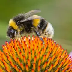 Eine Hummel sammelt Pollen auf einer orangen Blüte. So machen Hummeln ihren wichtigen Job.