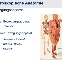 Der menschliche Bewegungsapparat: Aktiver Teil (Muskeln) und passiver Teil (Knochen, Knorpel, Sehnen, Bänder, Gelenke) werden gezeigt.