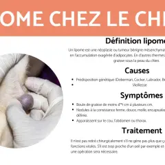 Gros plan sur une petite boule de graisse sous la peau d'un chien, examinée par des mains gantées.