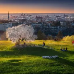 Wiosna na Kopcu Kraka. Kwitnące drzewo, ludzie odpoczywają na zielonej trawie, w tle panorama Krakowa o zachodzie słońca.