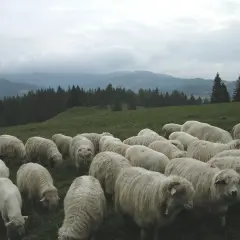 Stado owiec na zielonej hali, pasące się wśród górskich krajobrazów.