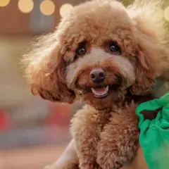 Adorable caniche marrón, un ejemplo de perros que no sueltan pelo, sonríe felizmente mientras es abrazado.