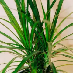 Zielona dracena odmiany o długich, wąskich liściach, tworząca gęsty pióropusz.