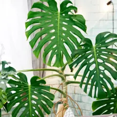 Große, grüne Monstera-Blätter mit charakteristischen Schlitzen und Löchern. Die Pflanze steht vor einem Fenster mit Gardinen und einer hellen Ziegelwand. Tipps zur Monstera Pflege sind hier gut sichtbar.
