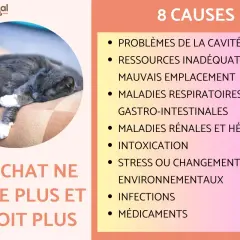 Chat gris endormi. Causes de perte d'appétit : maladies rénales, etc. pour stimuler appétit chat insuffisance rénale.