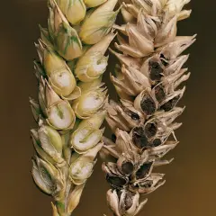 Épis de blé comparant un grain sain et un grain atteint de carie du blé, montrant la destruction des grains sains par la maladie.