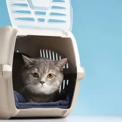 Gato gris asustado en transportín. Quizás necesite feromonas para gatos para calmarse.