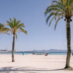Palmy na piaszczystej plaży Playa de Muro, z widokiem na spokojne morze i góry w oddali.