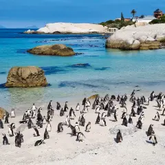 Kolonia pingwinów na piaszczystej plaży z turkusową wodą i skałami. To urocza wyspa pełna życia.