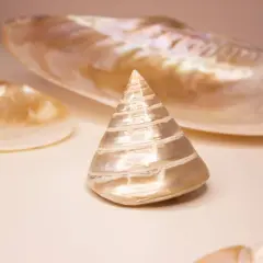 Ein kegelförmiges Perlmutt-Objekt, umgeben von größeren Muschelschalen. Die schimmernde Oberfläche des Perlmutt-Objekts symbolisiert Reinheit und Schönheit.