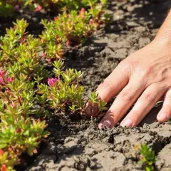 Main d'une personne touchant délicatement une plante sedum aux feuilles vertes et roses, sur un sol craquelé.