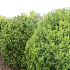 Rząd gęstych, zielonych krzewów, w tym cis kolumnowy, tworzy naturalny żywopłot.