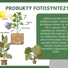 Ilustracja pokazuje, czym jest fotosynteza: roślina pobiera światło, wodę, dwutlenek węgla i minerały, by wytworzyć glukozę i tlen.
