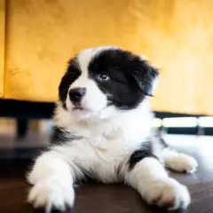 Uroczy szczeniak rasy Border Collie leży na podłodze, jego puszysta sierść sugeruje, że właśnie przechodzi okres, kiedy szczeniak zmienia sierść.