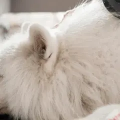 Un perro blanco duerme mientras le cepillan el pelo. A mi perro se le cae el pelo y tiene calvas, pero el cepillado lo alivia.