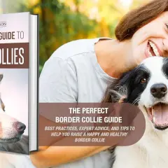 Jak wytresować Border Collie? Kompletny przewodnik dla początkujących