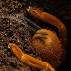 Co do terrarium? Wybierz zwierzę, podłoże i wyposażenie