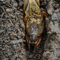 Insetti che fanno buchi nel terreno, un talpa che scava il suo tunnel.