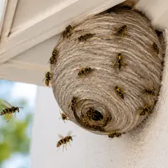 Feuerwehrleute bereiten sich auf ein Wespennest entfernen vor. Wespen schwirren um ihr Nest unter einem Dachvorsprung.