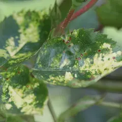Feuilles de rosier atteintes de mosaïque virale. Des taches jaunes et vertes, ainsi que des points rouges, indiquent la maladie. Le traitement est essentiel.