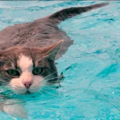 ¿A los gatos les gusta el agua? La verdad detrás de su comportamiento