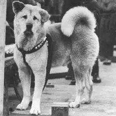 Akita inu pies czy suka - różnice w charakterze i pielęgnacji