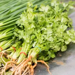 Pęczek świeżej kolendry, aromatycznej przyprawy, leży obok zielonej cebulki.