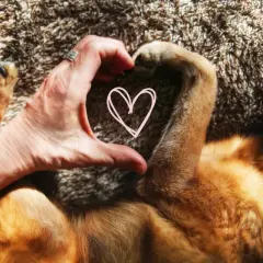 A hand forms a heart shape with a dog's paw, a sweet gesture showing signs your dog loves you.