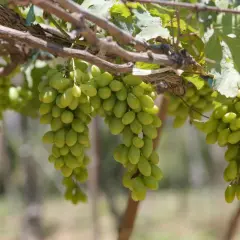 Reife grüne Trauben hängen an einem Rebstock. Diese Trauben sind ideal für die Herstellung von Furmint Wein.